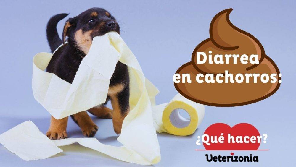 Diarrea En Perros Cachorro Con Diarrea Veterizonia