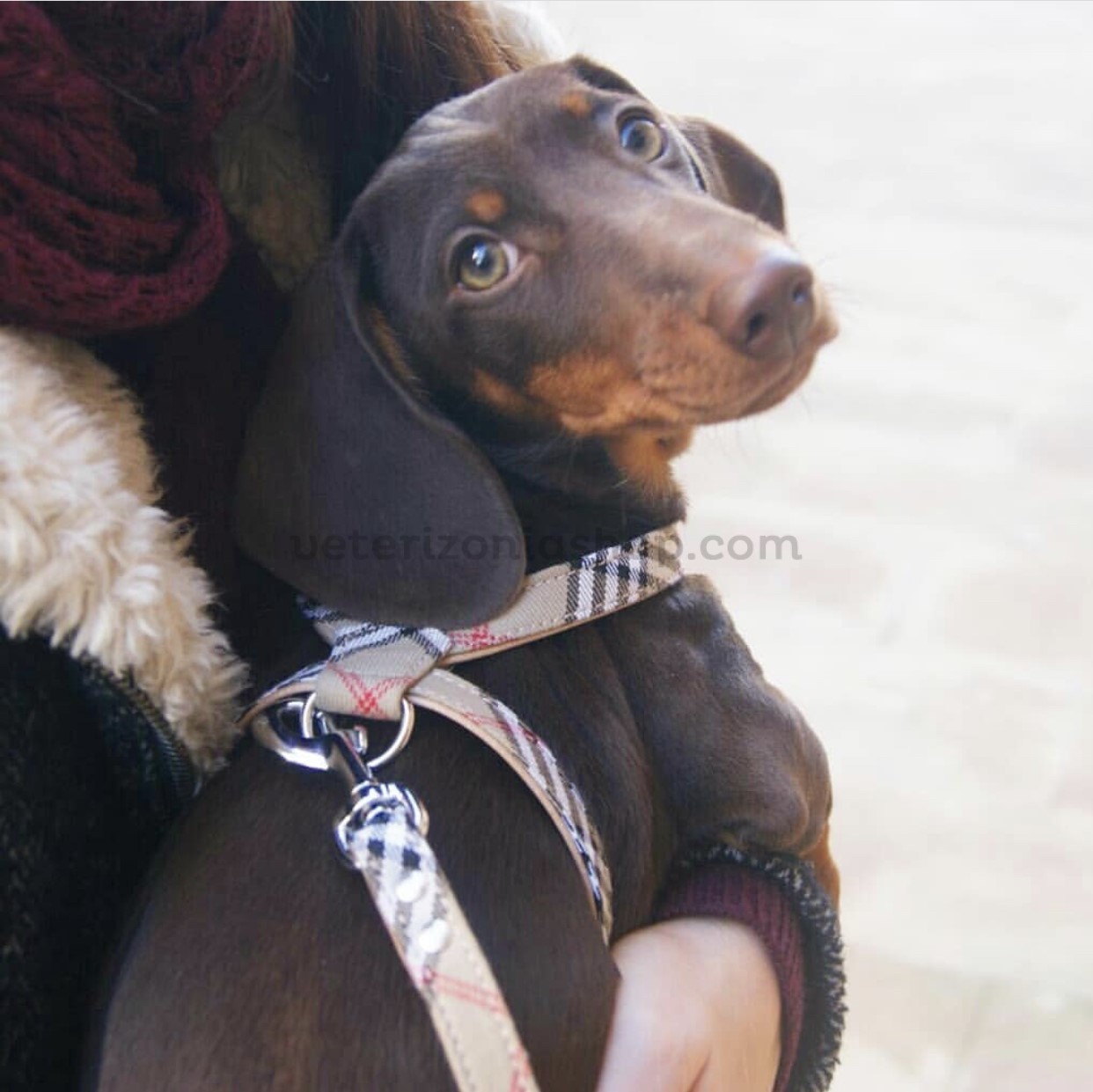 Arnés perro pequeño Burberry Beige Luxury - Veterizonia