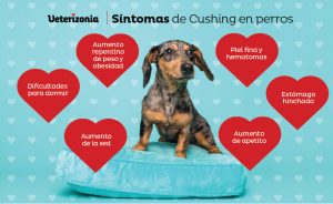 Síntomas del Síndrome de Cushing en perros