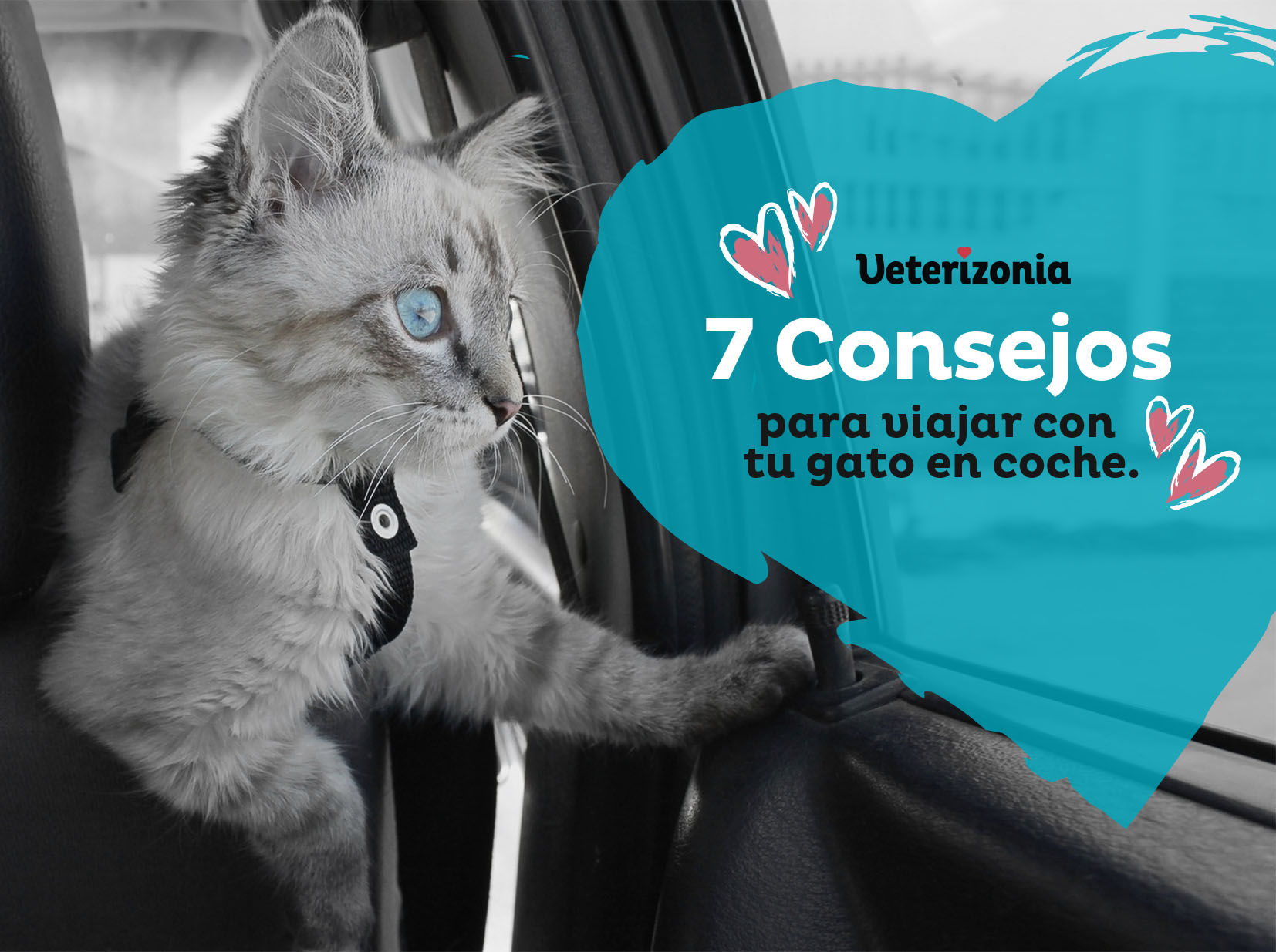 7 Consejos para viajar con tu gato en coche - Veterizonia