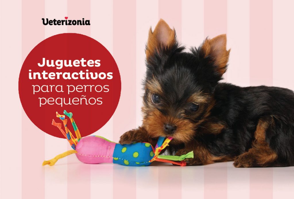 https://www.veterizoniashop.com/wp-content/uploads/2021/11/Juguetes-interactivos-para-perros-pequen%CC%83os-01-1024x694.jpg