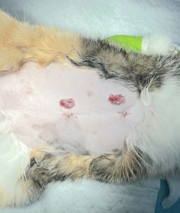 Esterilización de una gata persa por laparoscopia en nuestros quirófanos, en el centro de Valencia