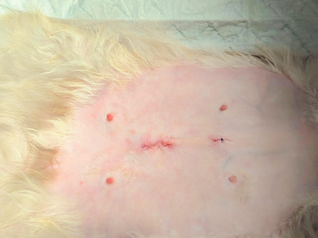 Esterilización por laparoscopia veterinaria, ejemplo de esterilización de una gata por laparoscopia en las instalaciones propias de Veterizonia, Valencia