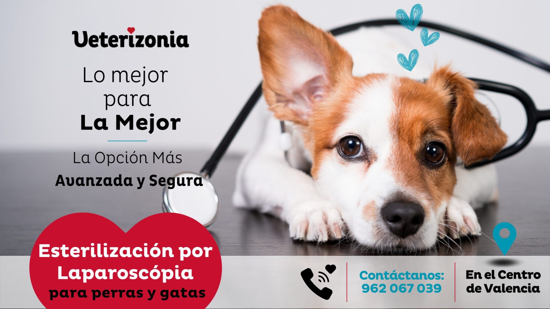 Esterilización por Laparoscopia Perras y Gatas | Valencia | VTZ