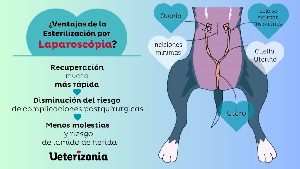 Esterilización por laparoscopia para perras toy y gatas