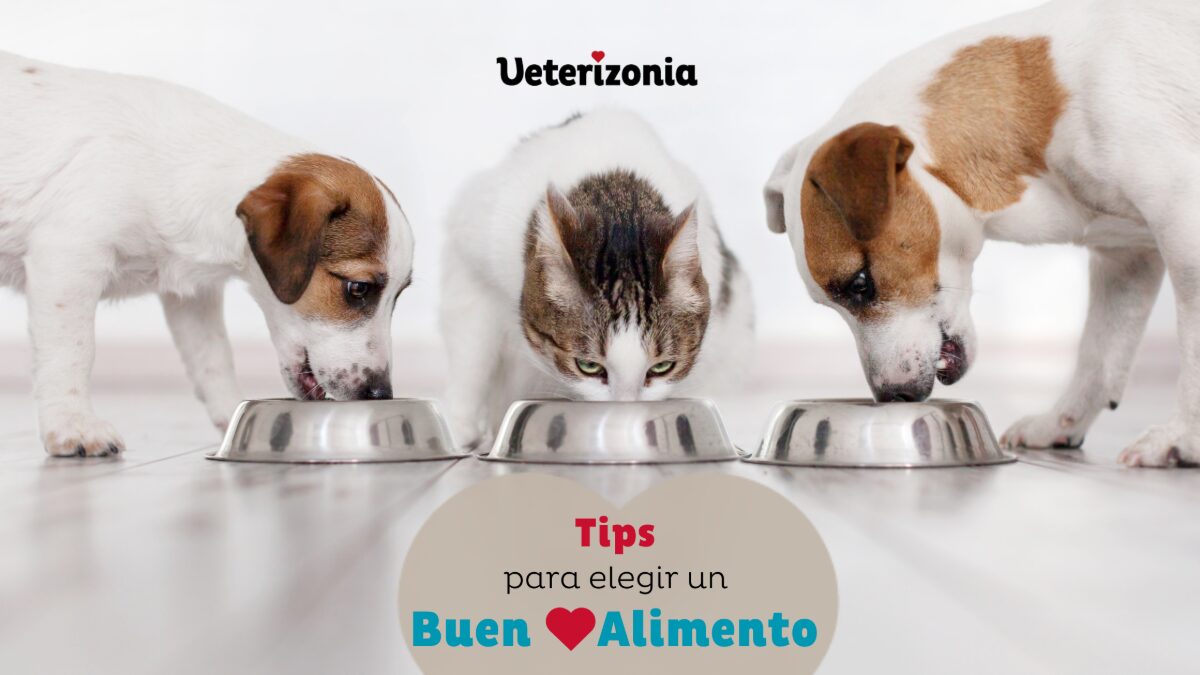 qué alimento para perros sin cereales es seguro